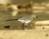 Motacilla alba