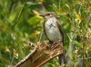 Muscicapa striata