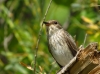 Muscicapa striata