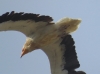 Neophron percnopterus Neophron percnopterus