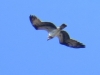 Pandion haliaetus Pandion haliaetus