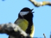 Parus major