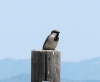 Passer domesticus