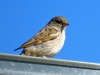 Passer domesticus