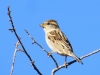 Passer domesticus/hispaniolensis