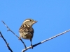 Passer domesticus/hispaniolensis