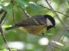 Periparus ater