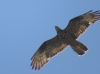 Pernis apivorus Pernis apivorus