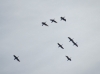 Phalacrocorax carbo Phalacrocorax carbo