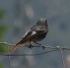 Phoenicurus ochruros