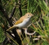 Phylloscopus bonelli