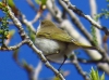 Phylloscopus bonelli