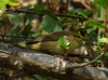 Phylloscopus collybita ?