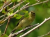 Phylloscopus collybita ?