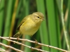 Phylloscopus collybita ?