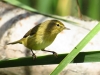 Phylloscopus collybita ?
