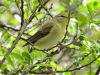 Phylloscopus trochilus