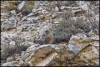 Prunella collaris