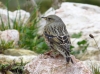 Prunella collaris