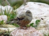 Prunella collaris