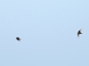 Ptyonoprogne rupestris