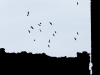 Pyrrhocorax pyrrhocorax
