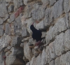 Pyrrhocorax pyrrhocorax