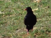 Pyrrhocorax pyrrhocorax