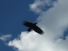 Pyrrhocorax pyrrhocorax