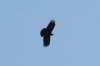 Pyrrhocorax pyrrhocorax
