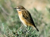 Saxicola rubetra