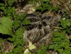 Scolopax rusticola