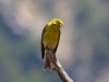 Serinus serinus