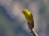 Serinus serinus