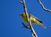 Serinus serinus