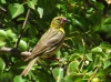 Serinus serinus