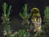 Serinus serinus