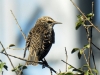 Sturnus vulgaris