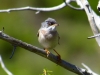 Sylvia conspicillata