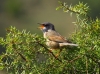 Sylvia conspicillata
