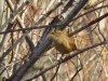 Troglodytes troglodytes