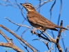 Turdus iliacus