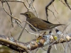 Turdus philomelos