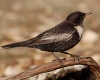 Turdus torquatus