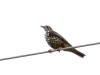 Turdus viscivorus Turdus viscivorus
