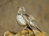 Turdus viscivorus