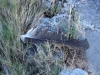 pluma