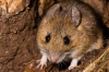 Apodemus sylvaticus