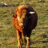 Bos taurus