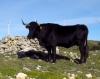 Bos taurus